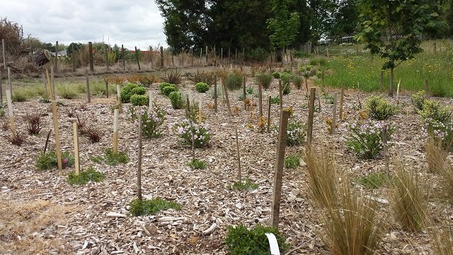 Plantings 2. Cambridge Tree Trust.